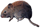 It's not a rat, it's a mouse.